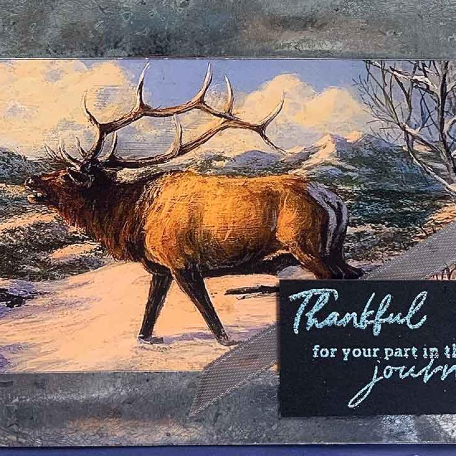 Elk Thank You Card