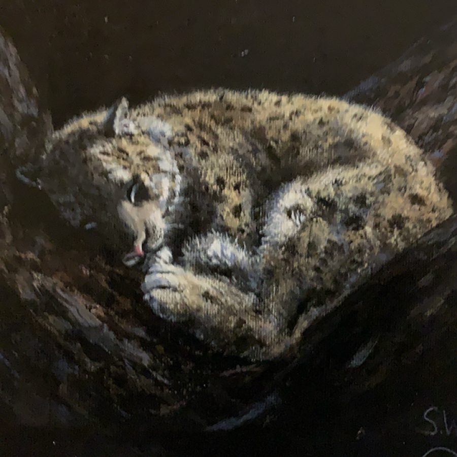Snow Leopard