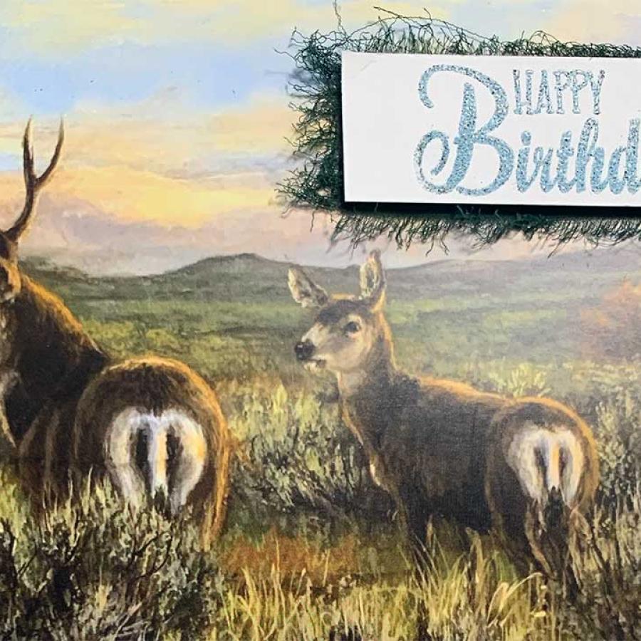 Mule Deer Birthday