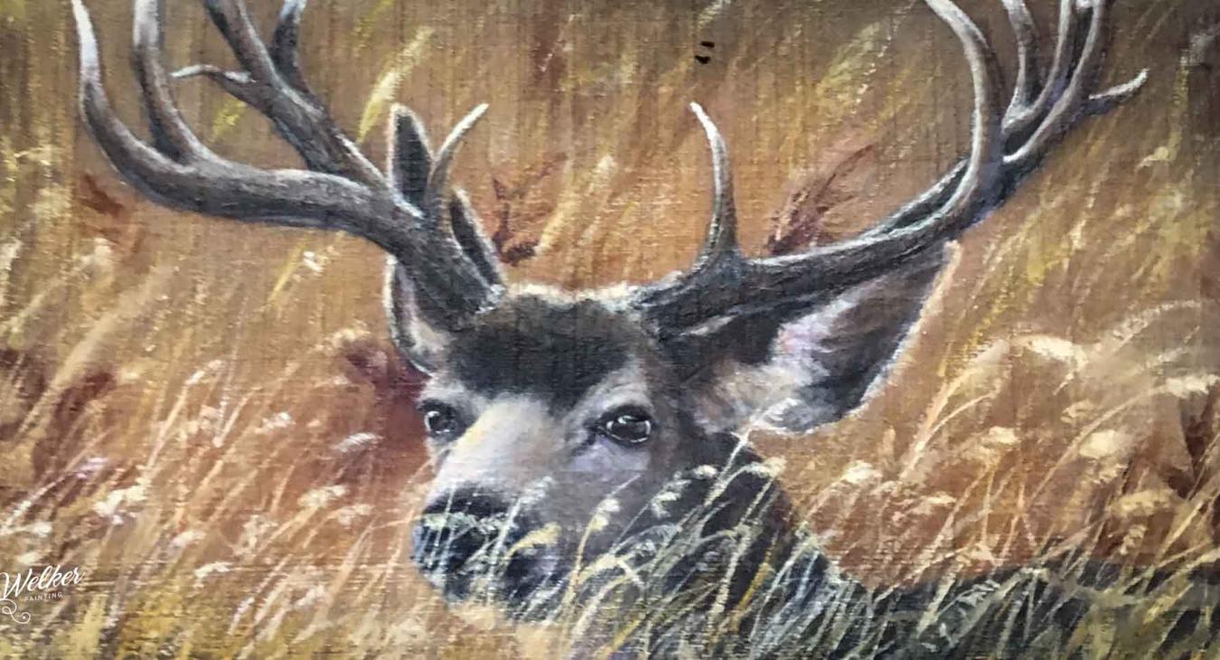 Deer Closeup